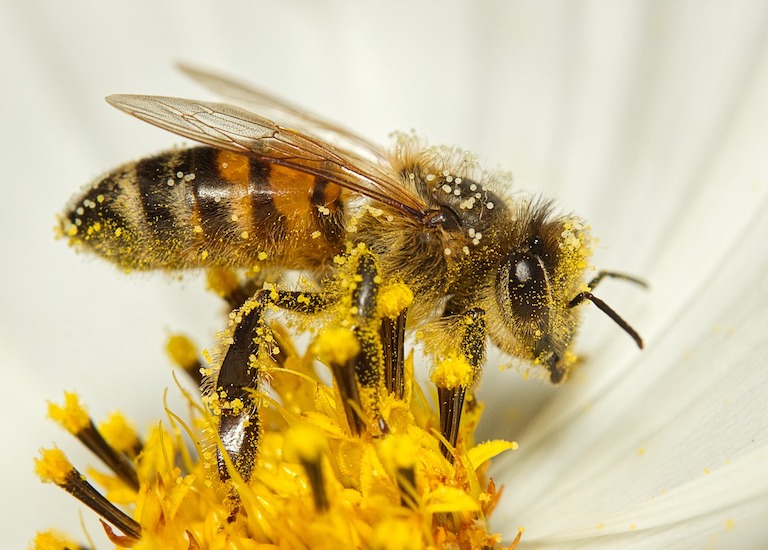 bee-7413333_1280