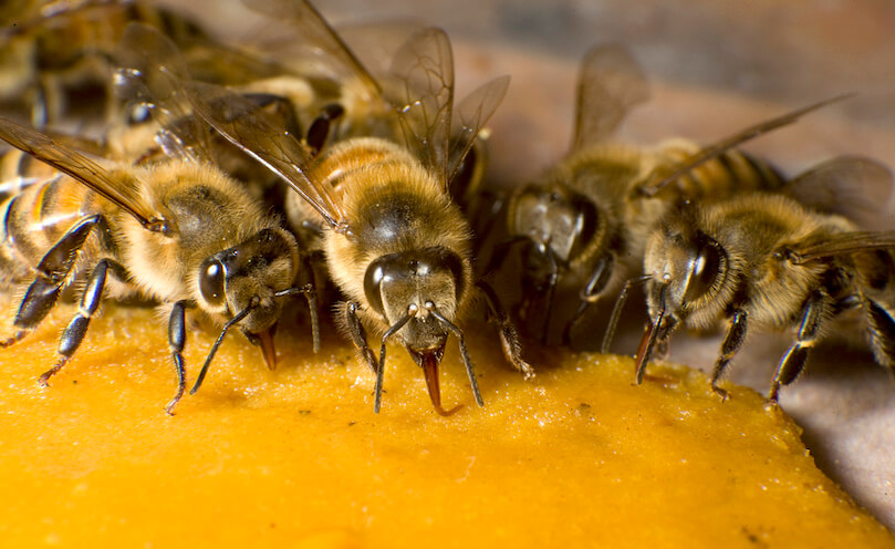 MegaBee: De a sus abejas algo que realmente DESEEN