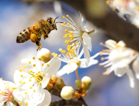 Su Guía de Nutrición de las Abejas está lista