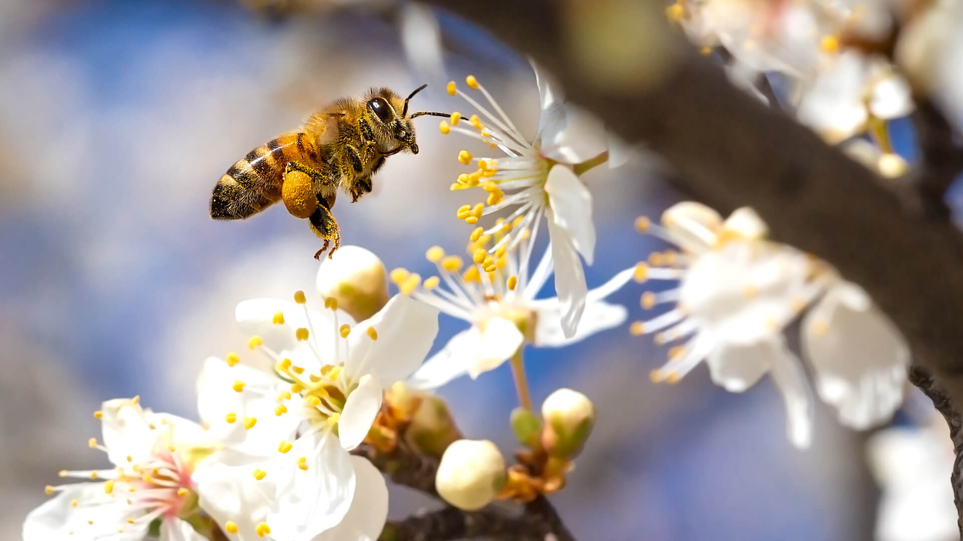 Su Guía de Nutrición de las Abejas está lista