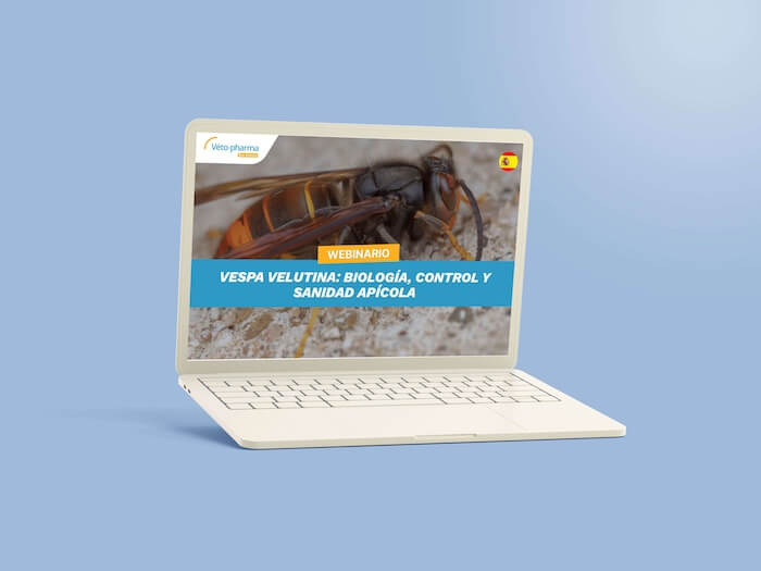 Seminario web – Vespa velutina