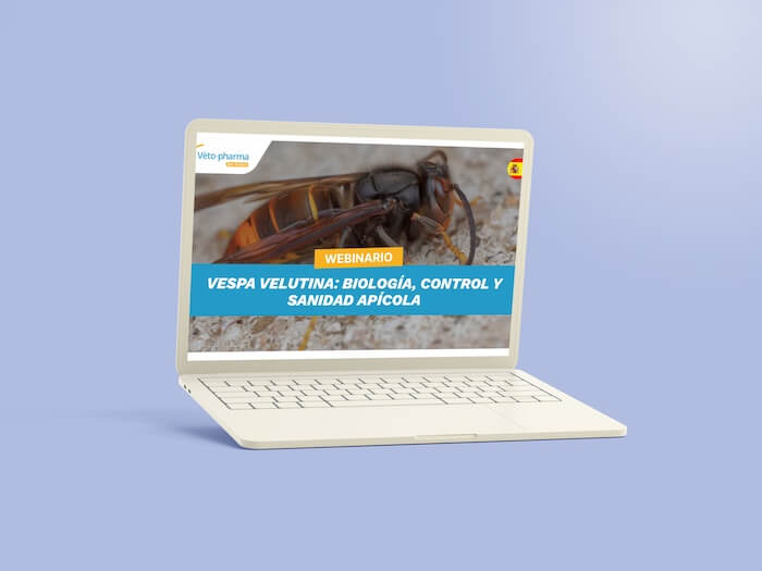 mockup webinar vespa valutina